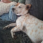 Home Owner wanting sitter in , Queensland