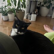 House Sitter - Available