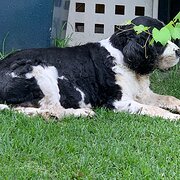 Home Owner wanting sitter in Cessnock, New South Wales