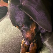 Home Owner wanting sitter in Brisbane , Queensland