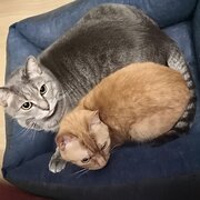 Home Owner wanting sitter in , New South Wales