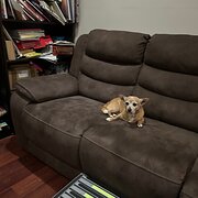 Home Owner wanting sitter in Newcastle, New South Wales