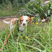 House Sitter - Responsible, trustworthy, house-proud