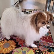 Home Owner wanting sitter in Sydney , New South Wales