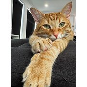 Home Owner wanting sitter in Brisbane, Queensland