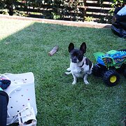 Home Owner wanting sitter in 30 mins Woolongong and  75 minsSydney, New South Wales