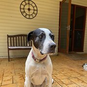 Home Owner wanting sitter in , New South Wales