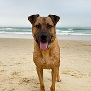 Home Owner wanting sitter in Melbourne, Victoria