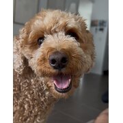 Home Owner wanting sitter in , Queensland