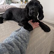 Home Owner wanting sitter in , New South Wales