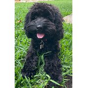 Home Owner wanting sitter in , New South Wales