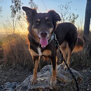 Home Owner wanting sitter in , Queensland