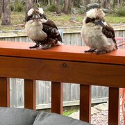 House Sitter - Flipping it in my fifty’s 