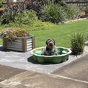 Home Owner wanting sitter in Bendigo, Victoria