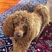 Home Owner wanting sitter in Perth, Western Australia