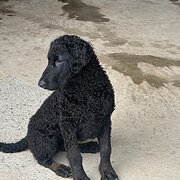 Home Owner wanting sitter in Adelaide , South Australia