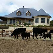 Home Owner wanting sitter in , New South Wales