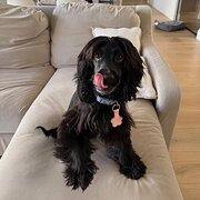 Home Owner wanting sitter in , Western Australia