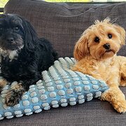 Home Owner wanting sitter in , Victoria