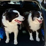 Home Owner wanting sitter in , Queensland