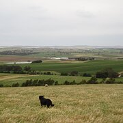 Home Owner wanting sitter in Clare, South Australia