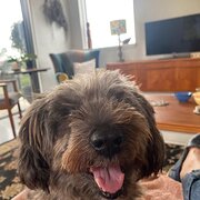 Home Owner wanting sitter in Wollongong, Sydney, Canberra., New South Wales