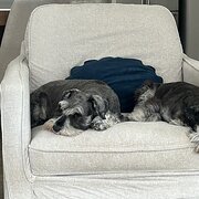 Home Owner wanting sitter in Toowoomba, Queensland