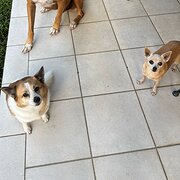 Home Owner wanting sitter in Cairns , Queensland