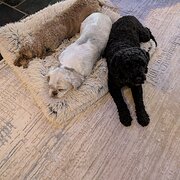 Home Owner wanting sitter in Wingham, New South Wales