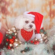 Home Owner wanting sitter in Port Macquarie , New South Wales