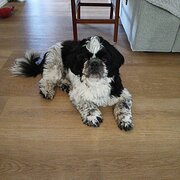 Home Owner wanting sitter in Geraldton, Western Australia