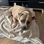 Home Owner wanting sitter in Brisbane, Queensland