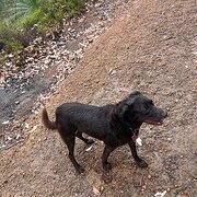 Home Owner wanting sitter in Dunsborough or Busselton, Western Australia