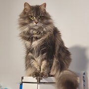 Home Owner wanting sitter in Melbourne, Victoria