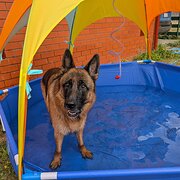 Home Owner wanting sitter in Hobart , Tasmania