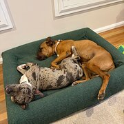 Home Owner wanting sitter in , Queensland