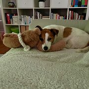 Home Owner wanting sitter in Melbourne CBD, Victoria