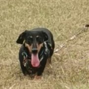 Home Owner wanting sitter in Ipswich, Queensland