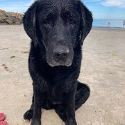 Home Owner wanting sitter in Adélaide , South Australia