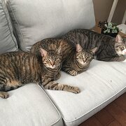 Home Owner wanting sitter in Perth, Western Australia