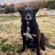 Home Owner wanting sitter in Bathurst , New South Wales