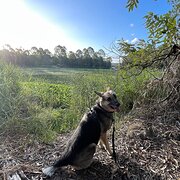 Home Owner wanting sitter in Brisbane , Queensland