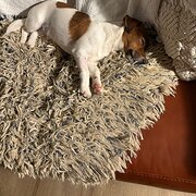 Home Owner wanting sitter in , Queensland