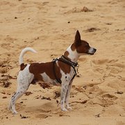 Home Owner wanting sitter in , New South Wales