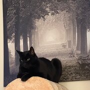 Home Owner wanting sitter in Perth, Western Australia