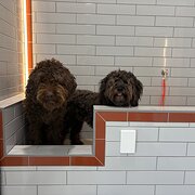 Home Owner wanting sitter in Geelong , Victoria