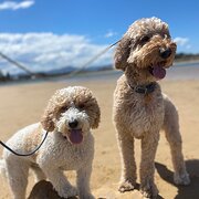 Home Owner wanting sitter in , New South Wales