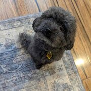 Home Owner wanting sitter in Melbourne, Victoria