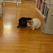 Home Owner wanting sitter in Sydney, New South Wales