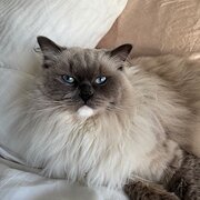 Home Owner wanting sitter in Melbourne , Victoria